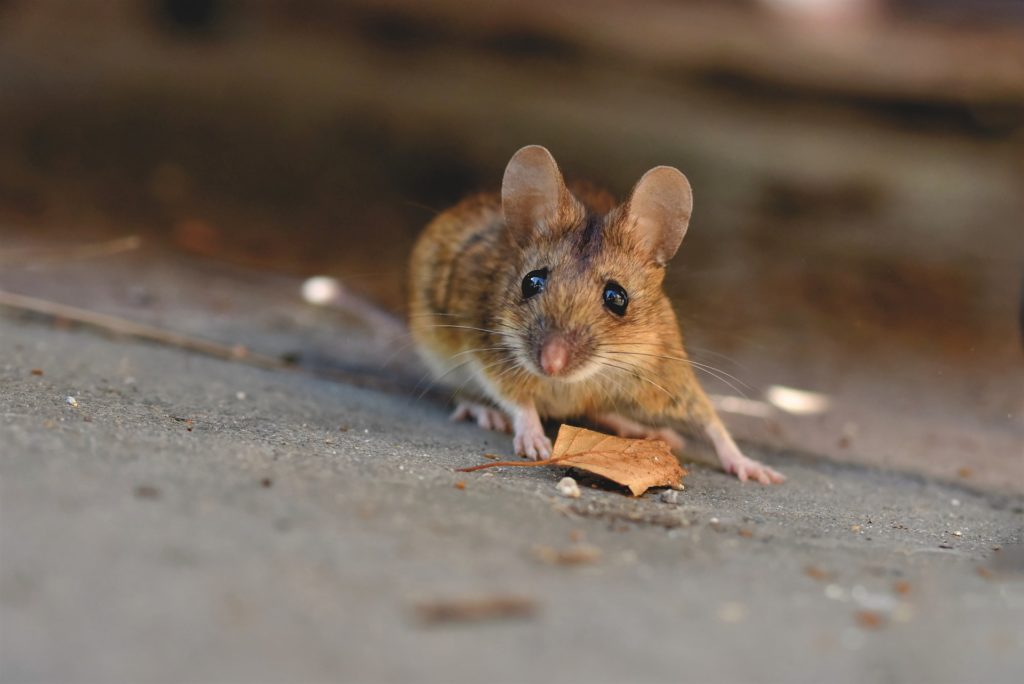 Why is a Mouse When It’s Spinning?: A Critical Analysis