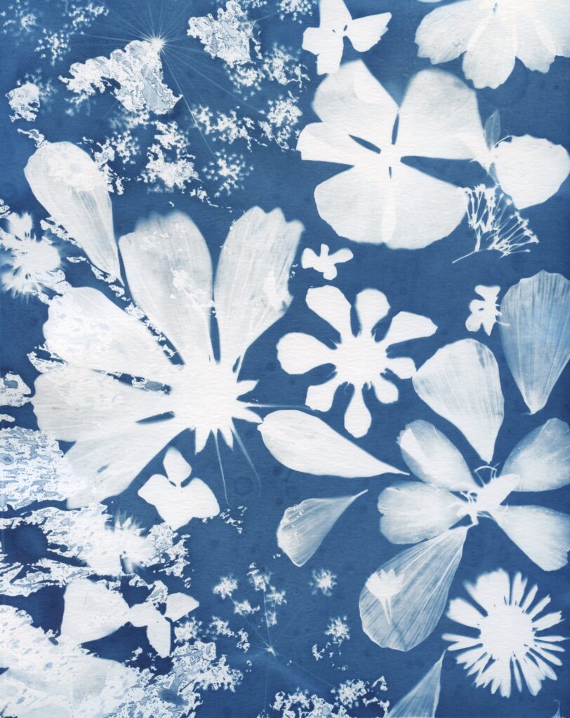Cyanotypes and Words